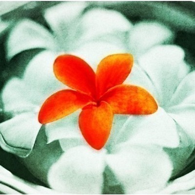 緬梔花 ~花之歌~