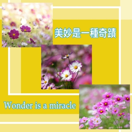 美妙是一種奇蹟 Wonder is a miracle 專輯封面