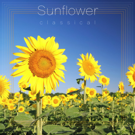 微笑向日葵．Sunflower：Classical