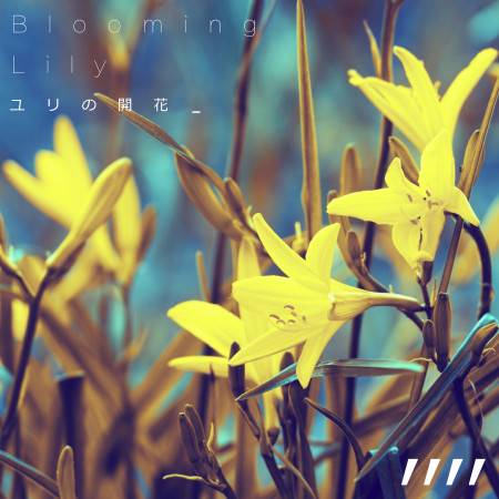 百合綻放.Blooming Lily:Classical