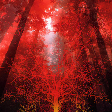 Tears Of The Rainforest