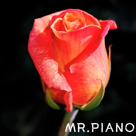 鋼琴療癒：寧靜時光 (평온함) 專輯封面