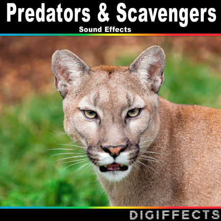 Predators & Scavengers Sound Effects