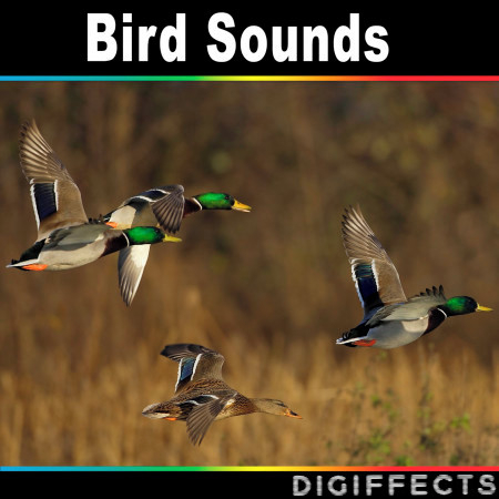 Bird Sounds