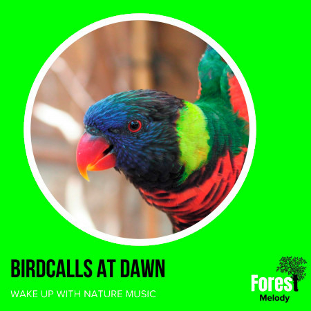 Birdcalls at Dawn - Wake Up with Nature Music