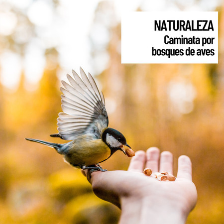 Naturaleza: Caminata por bosques de aves