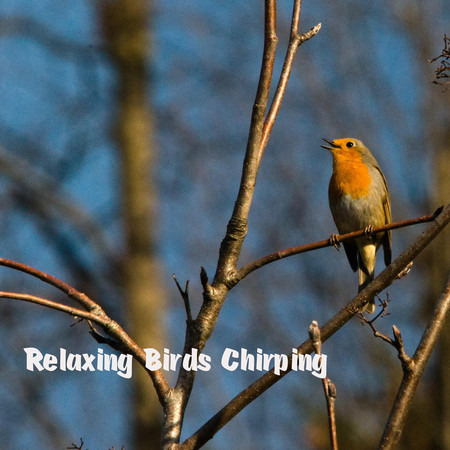 Relaxing Birds Chirping專輯 - Calm Your Mind - LINE MUSIC