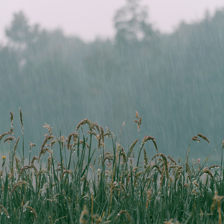 Restful Sleep: Gentle Rain Sounds