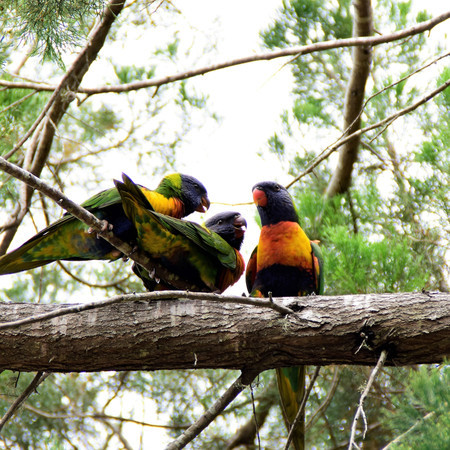 Birds through the forest