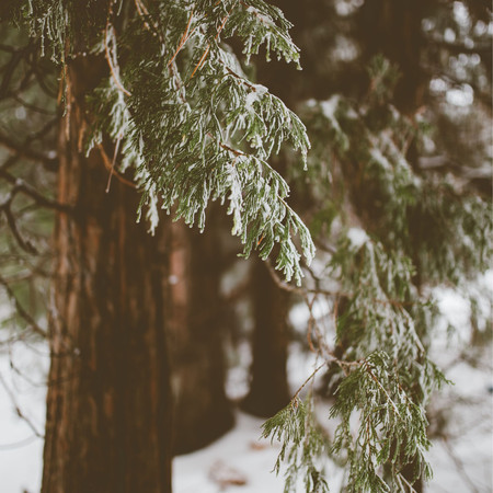 Forest Rain