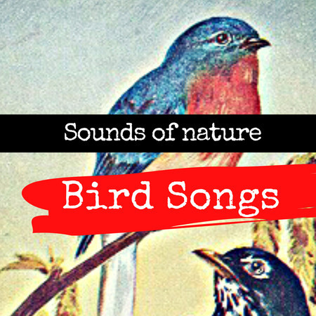 Bird Songs