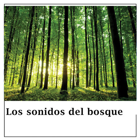 Los Sonidos Del Bosque