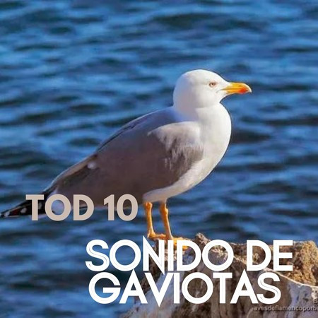 Tod 10 Sonido De Gaviotas