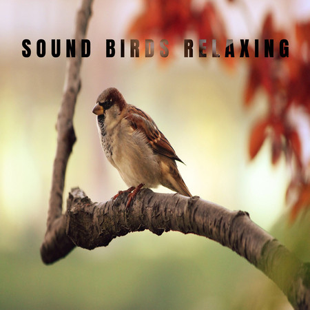 Sound Birds Relaxing