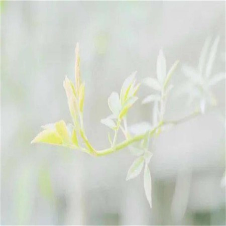 輕音樂孕婦專區-胎教音樂-快速入睡