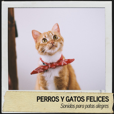 Perros y Gatos Felices: Sonidos para patas alegres