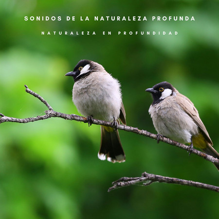 Sonidos De La Naturaleza Profunda: Naturaleza En Profundidad