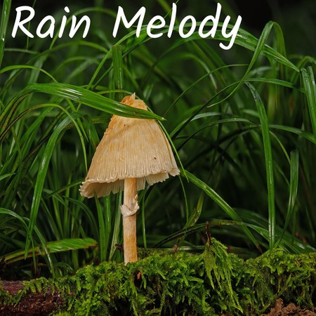 rain melody