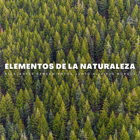 Elementos De La Naturaleza: Relajantes Pensamientos Junto Al Viejo Bosque