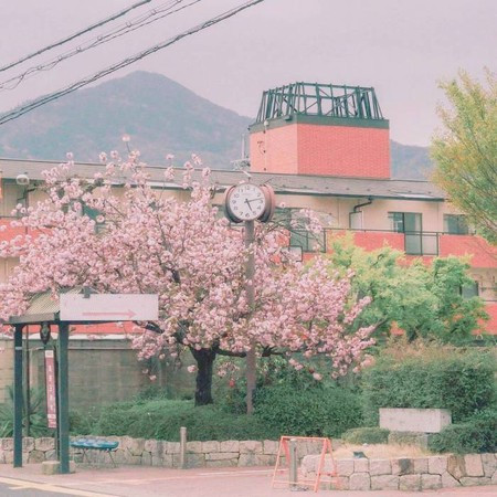 Sakura