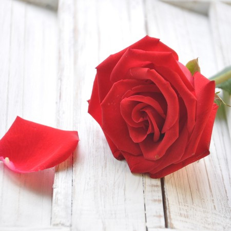 不要回来了 - 不予理解