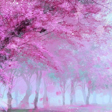 四月櫻花