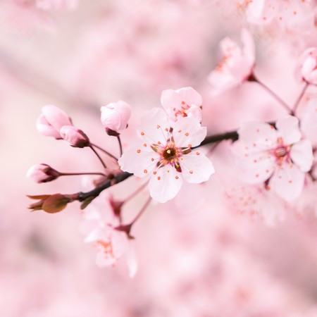 樱花的幻想