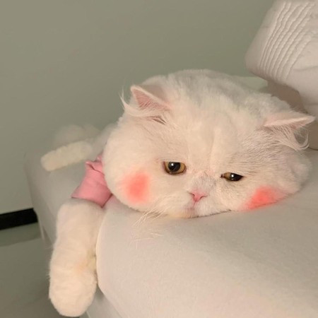 專輯封面