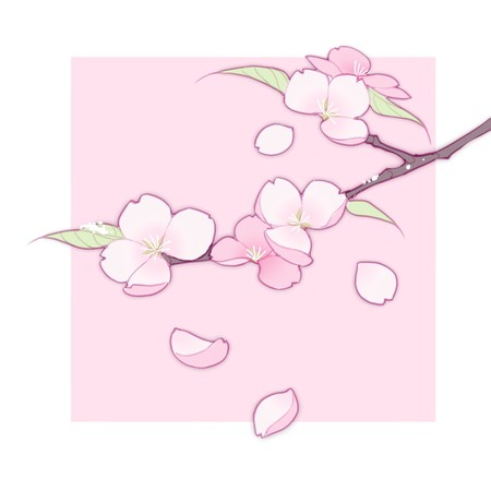 雪樱