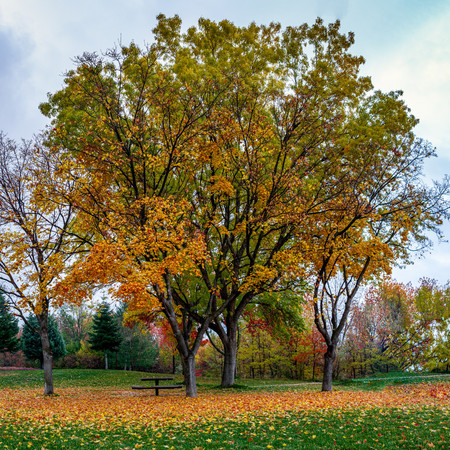 秋天的戀情 (Live版)