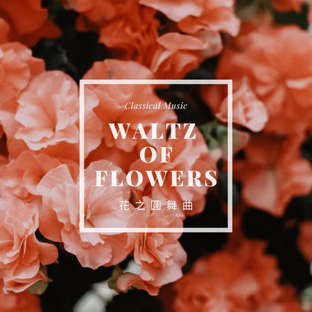 花之圓舞曲 古典鋼琴睡眠輕音樂BGM