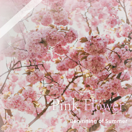 Pink Flower-Beginning of Summer