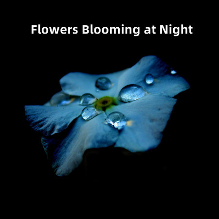 Flowers Blooming at Night