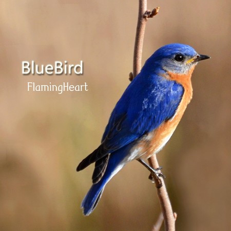 Bluebird-Looking for Happiness