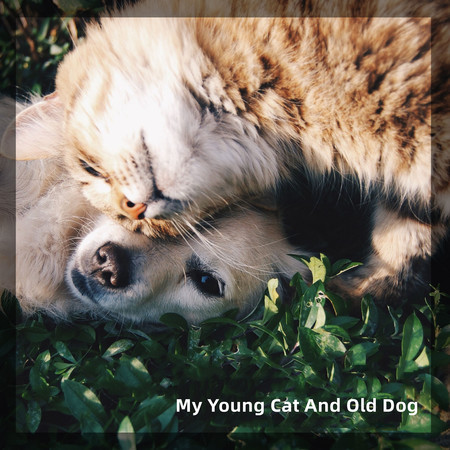 My Young Cat and Old Dog