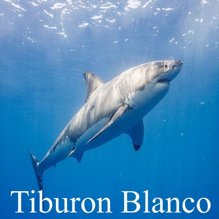 Tiburon Blanco
