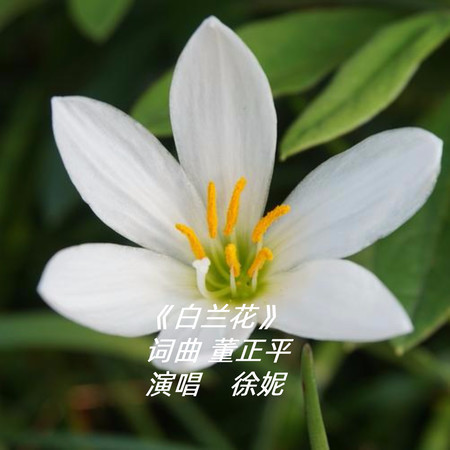 白蘭花