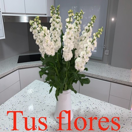 Tus flores