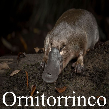 Ornitorrinco