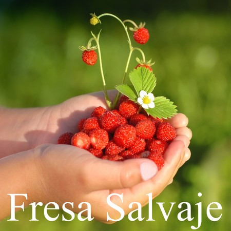 Fresa Salvaje