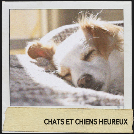Chats et chiens heureux : sons relaxants pour animaux de compagnie rajeunis