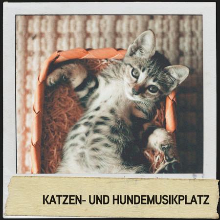 Katzen- und Hundemusikplatz: Sleepytime-Songs für schlummernde Freunde