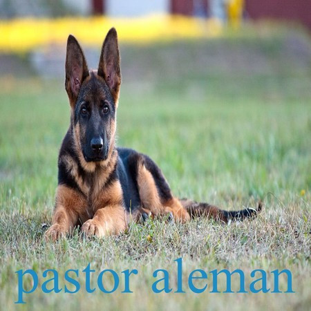 pastor aleman