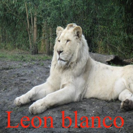Leon blanco