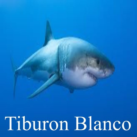 Tiburon Blanco