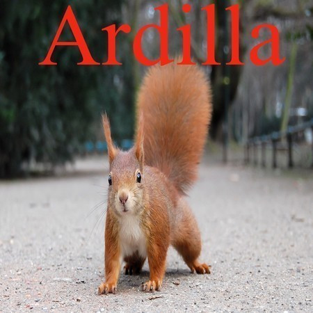 Ardilla
