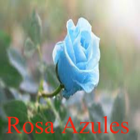 Rosa Azules