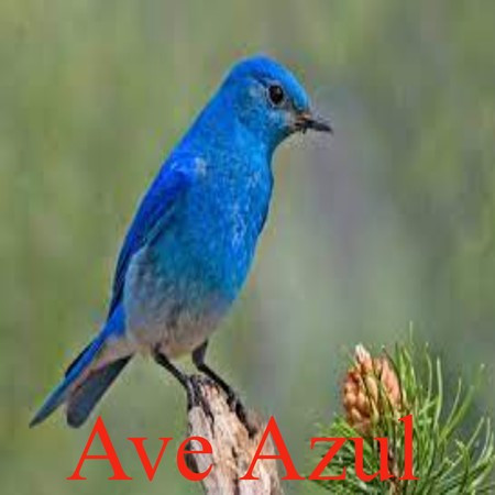 Ave Azul