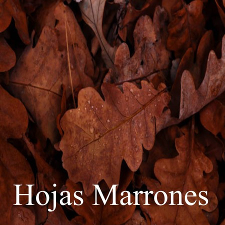 Hojas Marrones
