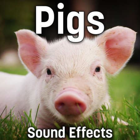 10 Week Old Male Pig Makes Jaw Clatter In Pet Carrier - Sound Ideas ...